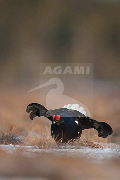 Mannetje Korhoen baltsend; Male Black Grouse displaying stock-image by Agami/Han Bouwmeester,