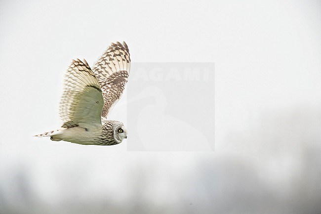 Velduil; Short-eared Owl stock-image by Agami/Alain Ghignone,