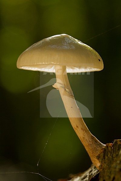 Porseleinzwam, Porcelain fungus, Oudemansiella mucida stock-image by Agami/Menno van Duijn,