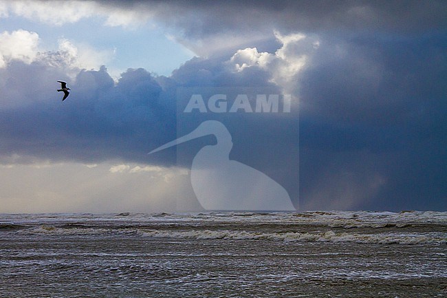 Herring Gull, Larus argentatus argentatus birds foraging on shellfish washed ashore after storm. Gull soaring in sea landscape photo with storm clouds stock-image by Agami/Menno van Duijn,