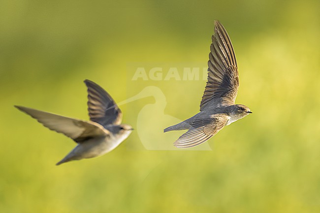 Eurasian Crag Martin, Ptyonoprogne rupestris, in Italy. stock-image by Agami/Daniele Occhiato,