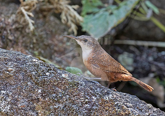 Canyon Wren, Catherpes mexicanus, in Mexico. stock-image by Agami/Pete Morris,