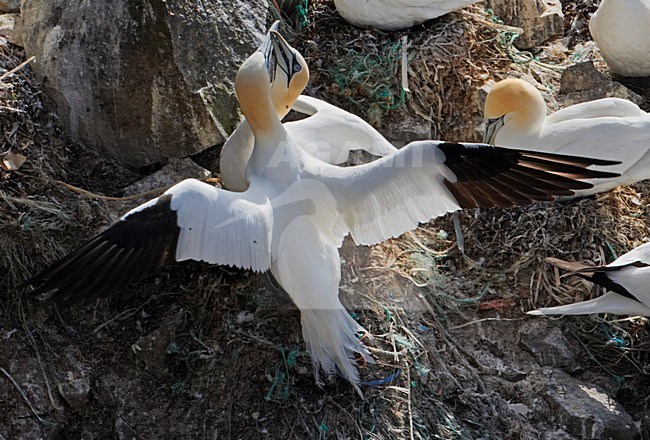 Jan-van-gent op richel; Northern Gannet on ledge stock-image by Agami/Markus Varesvuo,