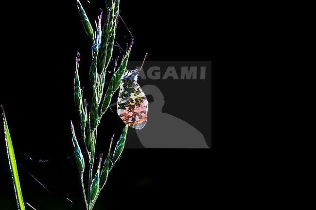 Male Orange-tip stock-image by Agami/Wil Leurs,
