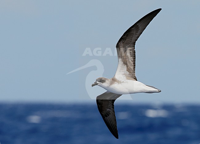 Desertastormvogel in vlucht, Desertas Petrel in flight stock-image by Agami/Markus Varesvuo,
