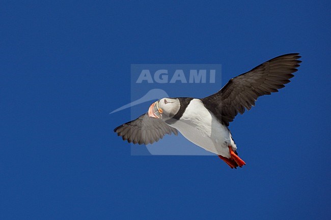 Papegaaiduiker vliegend; Atlantic Puffin flying stock-image by Agami/Jari Peltomäki,