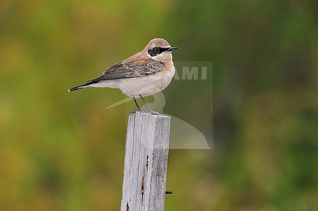 Male Eastern Black-eared Wheatear (Oenanthe melanoleuca) perched on a stick in Paralimni, Cyprus. stock-image by Agami/Vincent Legrand,