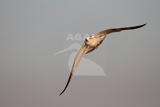 Mediterranean Gull - Schwarzkopfmöwe - Larus melanocephalus, Switzerland, 1st cy stock-image by Agami/Ralph Martin,