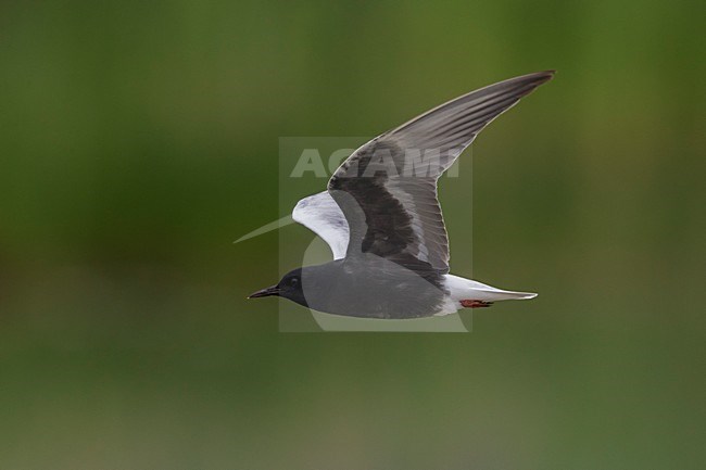 Adulte Witvleugelstern in vlucht; White-winged Tern adult in flight stock-image by Agami/Daniele Occhiato,