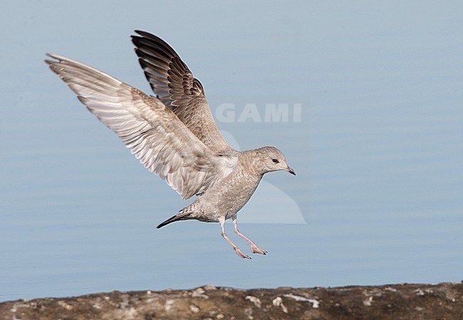 Juveniel Short-billed Gull, Juvenile Mew Gull stock-image by Agami/Mike Danzenbaker,