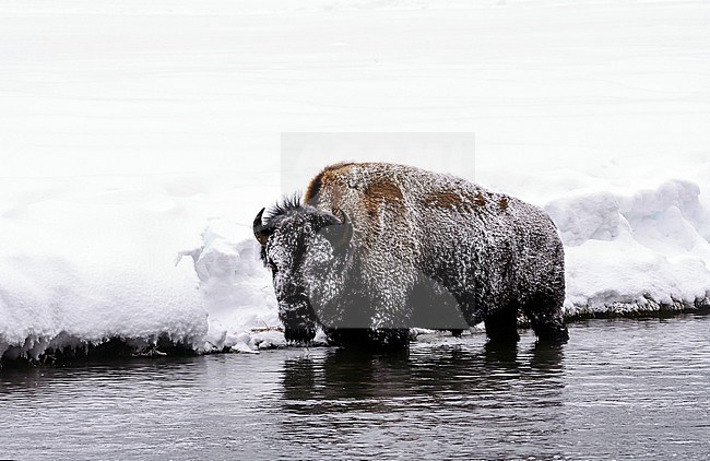 Bison Madison river Yellowstone stock-image by Agami/Rob Riemer,