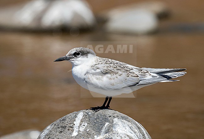 Juvenile Roseate tern ) Sterna dougallii) at Madeira, Portugal. stock-image by Agami/Pete Morris,