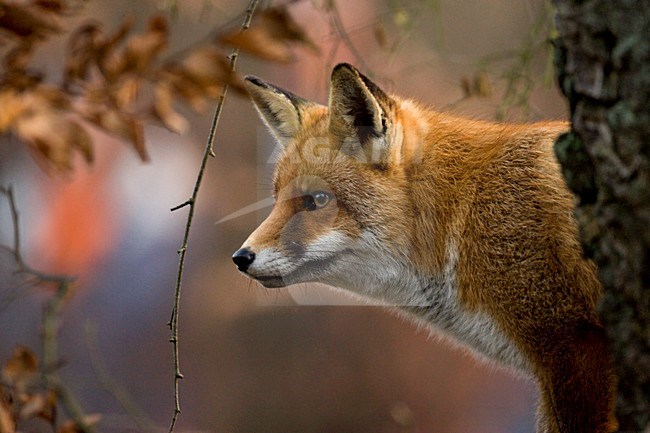 Vos close-up; Red fox close-up stock-image by Agami/Wim Wilmers,