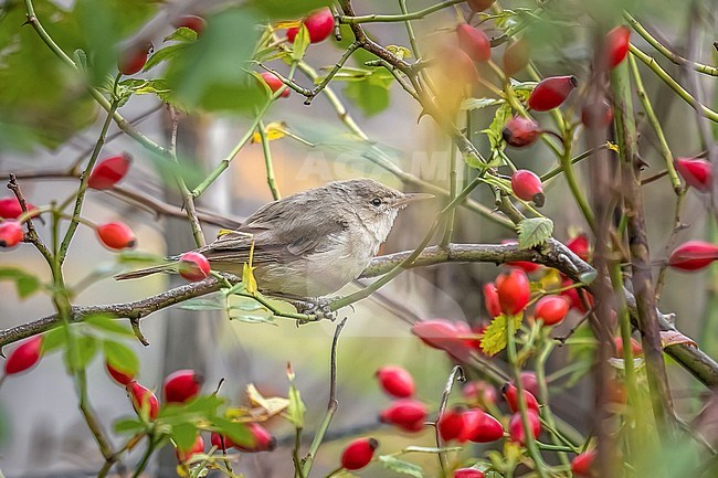 Eastern Olivaceous Warbler (Iduna pallida elaeica) perched on a bush in Nieuwvliet-Bad, Zeeland, the Netherlands. stock-image by Agami/Vincent Legrand,