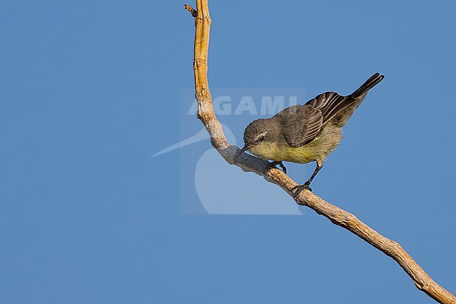Female Nile Valley Sunbird (Hedydipna metallica) wintering in Oman. stock-image by Agami/Sylvain Reyt,