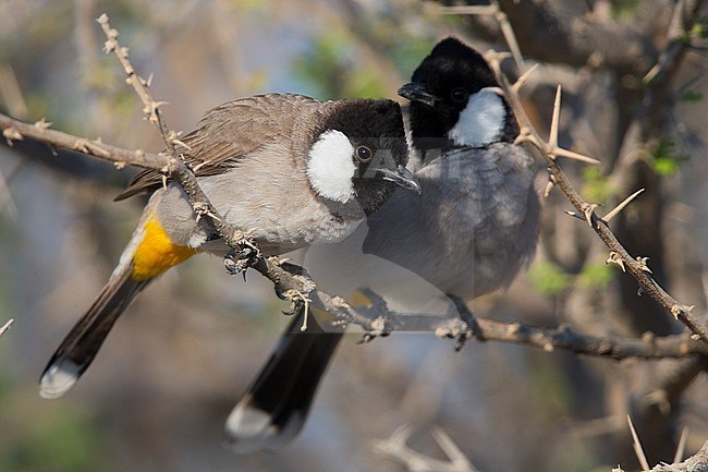White-eared Bulbul, Couple perched on a branch, Khatmat Milalah, Al Batinah, Oman (Pycnonotus  leucotis) stock-image by Agami/Saverio Gatto,
