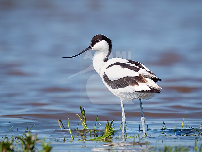 Pied Avocet, Recurvirostra avosetta standing in shallow blue water. stock-image by Agami/Hans Germeraad,