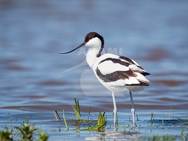 Pied Avocet, Recurvirostra avosetta standing in shallow blue water. stock-image by Agami/Hans Germeraad,