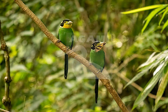 Long-tailed Broadbill, Psarisomus dalhousiae stock-image by Agami/Hans Germeraad,