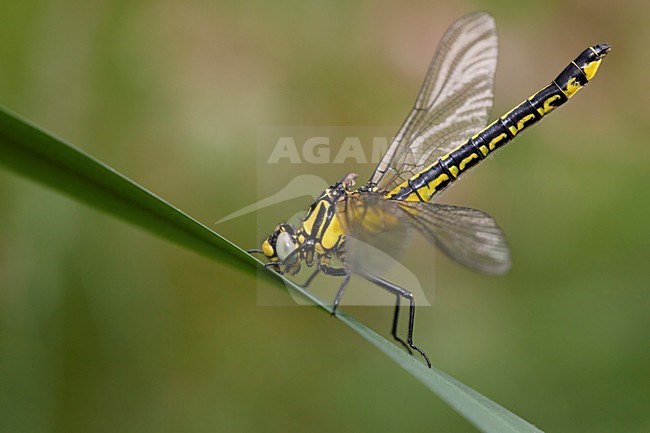 Jong vrouwtje Beekrombout; Young female Common Clubtail stock-image by Agami/Fazal Sardar,