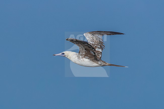 Subadult Red-footed Booby (Sula sula) flying off Raso, Cape Verde. stock-image by Agami/Vincent Legrand,