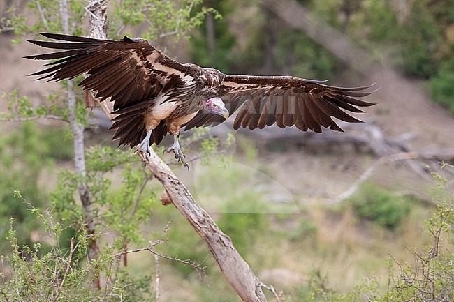 Lappet-faced vulture (Torgos tracheliotos), adult in flight showing underparts, Mpumalanga, South Africa stock-image by Agami/Saverio Gatto,