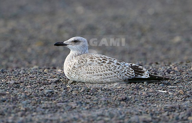 First-winter Mongolian Gull, Larus mongolicus, resting at Ogi Lake - Mongolia stock-image by Agami/Aurélien Audevard,