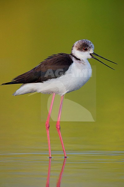 Black-winged Stilt calling, adult standing in water yellow background, Campania, Italy stock-image by Agami/Saverio Gatto,