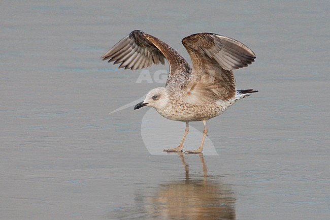 Onvolwassen Geelpootmeeuw landend;  Yellow-legged Gull immature landing stock-image by Agami/Daniele Occhiato,