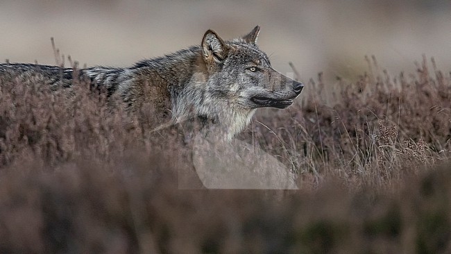 Male subadult Eurasian Wolf (Canis lupus lupus) walking in Hoge Veluwe, Gelderland, the Netherlands. stock-image by Agami/Vincent Legrand,