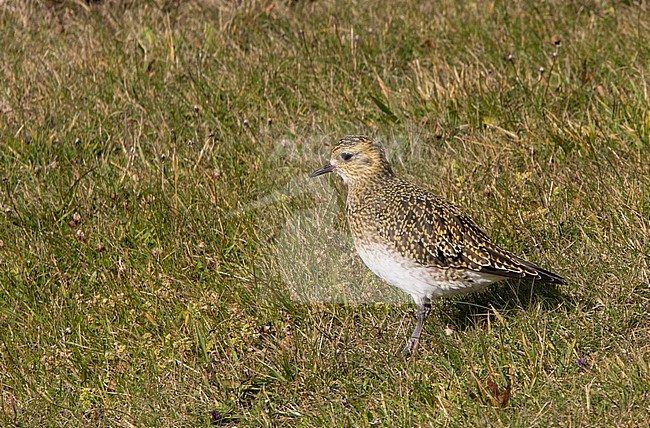 Adult European Golden Plover (Pluvialis apricaria) in winter plumage standing on a meadow during autumn on Iceland. stock-image by Agami/Edwin Winkel,