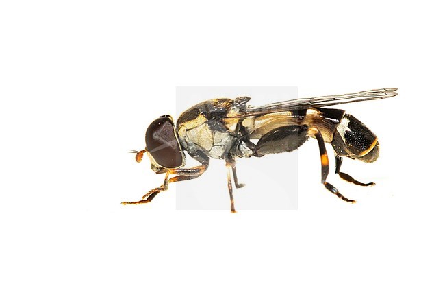 thick-legged hoverfly, Menuetzweefvlieg, Syritta pipiens stock-image by Agami/Wil Leurs,