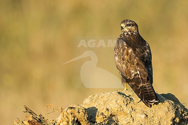 2nd cy Common Buzzard (Buteo buteo ssp. buteo) in Romania. stock-image by Agami/Ralph Martin,