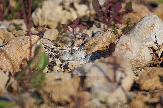 Little Ringed Plover (Charadrius dubius) taken the 02/04/2022 at Hyères - France. stock-image by Agami/Nicolas Bastide,