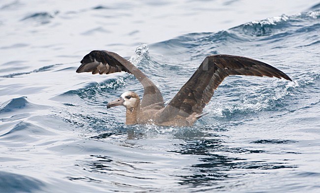 Zwartvoetalbatros; Black-footed Albatross stock-image by Agami/Marc Guyt,