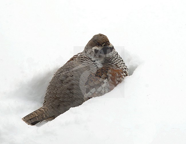 Hazel Grouse (Tetrastes bonasia), male waking up from a resting hole in snow in Finland stock-image by Agami/Kari Eischer,