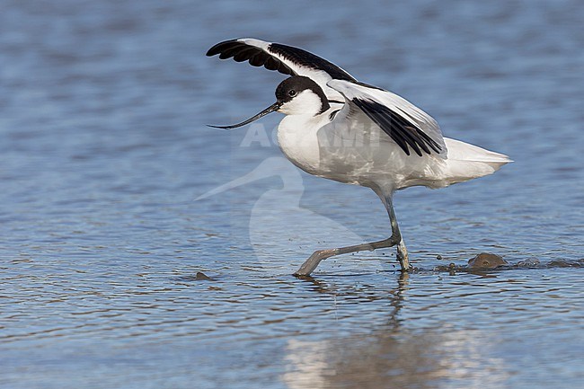 A Pied avocet is seen walking in shallow water from the side against a blue background of a freshwater pond in Spaarndam, The Netherlands. He is displaying by holding up his wings in the air which causes a nice reflection on the bird. stock-image by Agami/Jacob Garvelink,