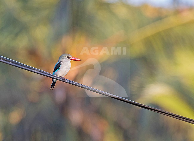 Mangrove Kingfisher (Alcedinidae	Halcyon senegaloides) in Tanzania. stock-image by Agami/Pete Morris,