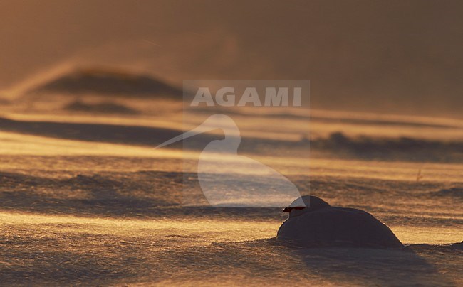 Mannetje Alpensneeuwhoen in de sneeuw, Male Rock Ptarmigan in the snow stock-image by Agami/Markus Varesvuo,