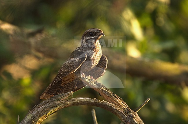 Nachtzwaluw zittend op tak; European Nightjar perched on branch stock-image by Agami/Harvey van Diek,