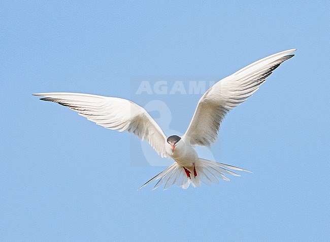 Adult Common Tern (Sterna hirundo) flying over saltpans near Skala Kalloni on the island of Lesvos, Greece. stock-image by Agami/Marc Guyt,