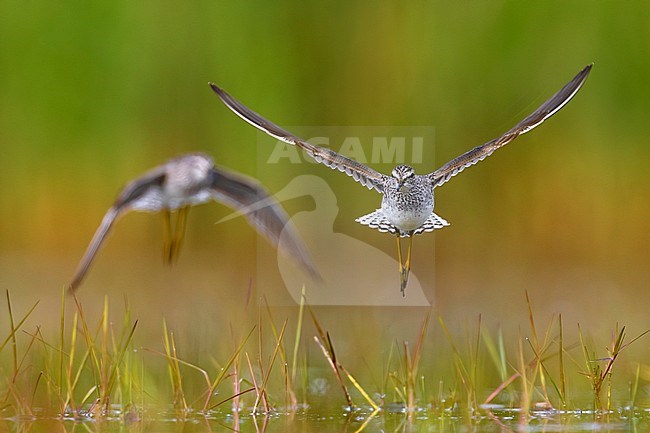 Wood Sandpiper (Tringa glareola) in Italy. stock-image by Agami/Daniele Occhiato,