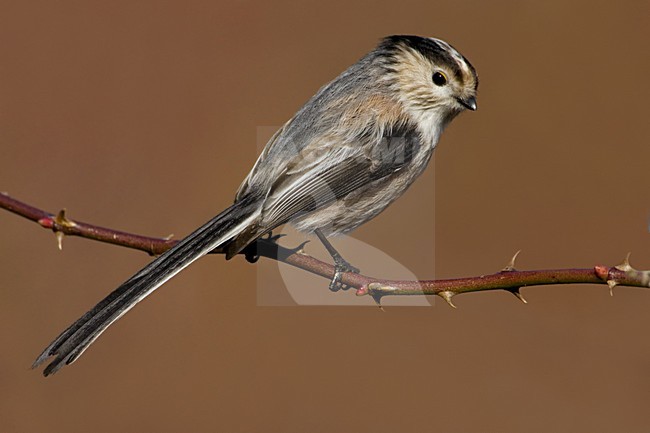 Italian Long-tailed Tit perched on a branch;  Italiaanse Staartmees zittend op een tak stock-image by Agami/Daniele Occhiato,