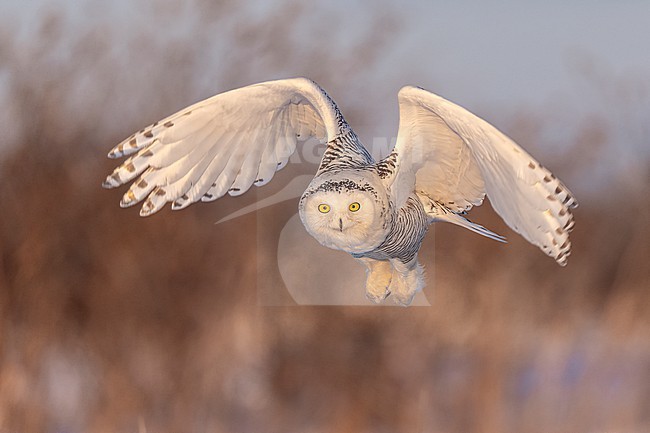 Snowy Owl (Bubo scandiacus) in snow covered landscape in Ontario Canada. stock-image by Agami/Marcel Burkhardt,