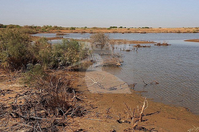 In the Djoudj NP in Senegal there are a lot of shallow ponds. stock-image by Agami/Jacques van der Neut,