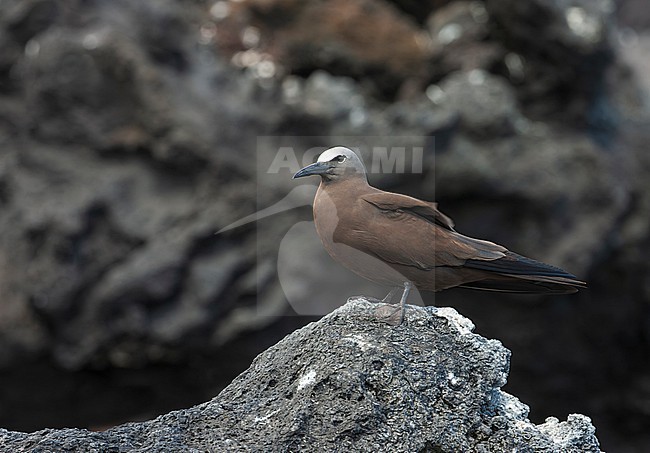 Common Brown Noddy, Anous (stolidus) stolidus, in the central Atlantic ocean, south of the equator. At its nest. stock-image by Agami/Marc Guyt,
