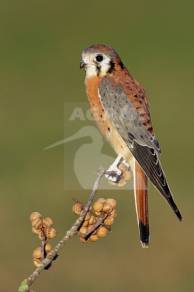 Adult male
Harris Co., TX
November 2004 stock-image by Agami/Brian E Small,