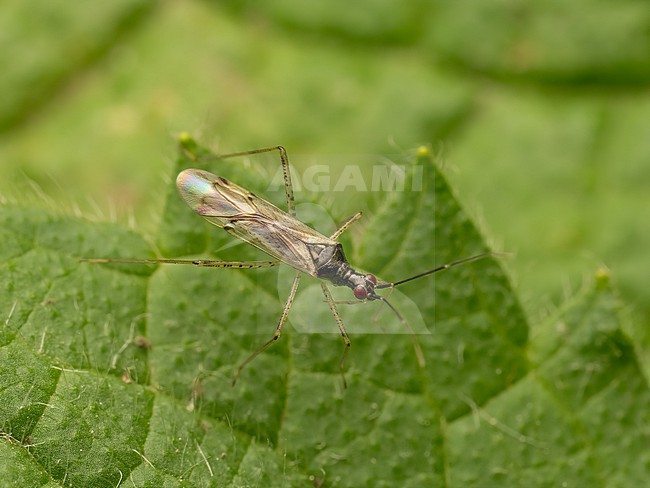 Imago Dicyphus errans stock-image by Agami/Arnold Meijer,