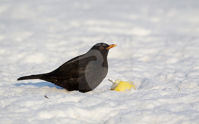 Adult male Common Blackbird (Turdus merula merula) eating apples in snow at Holte, Denmark stock-image by Agami/Helge Sorensen,