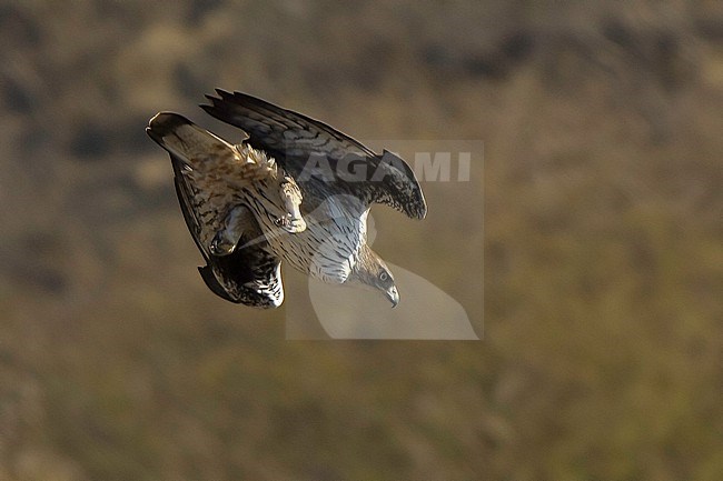 Bonelli's Eagle (Aquila fasciata fasciata), adult bird in flight rushing down stock-image by Agami/Kari Eischer,